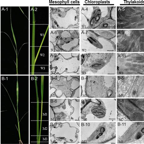 Phenotype Of The Wild Type WT And Z15 Mutant And Transmission