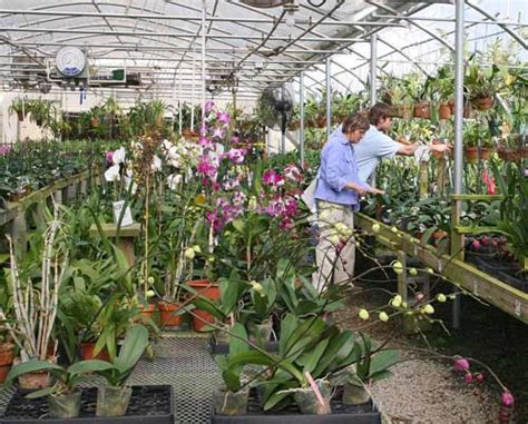 Orchids by Hank’s Chapel Greenhouses | NC State Extension