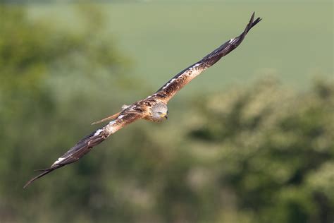 Rotmilan │ Red Kite │ Milvus Milvus B Ri Flickr