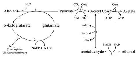 Protein Metabolism - Principles in BioChemistry