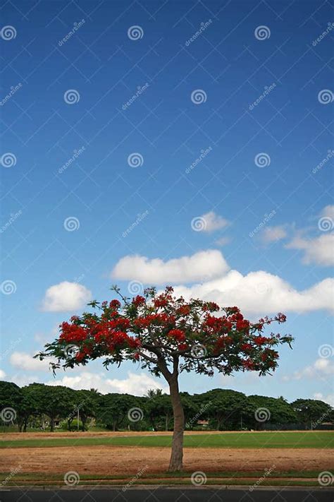 Flame tree in Hawaii stock image. Image of oahu, hawaii - 4110549