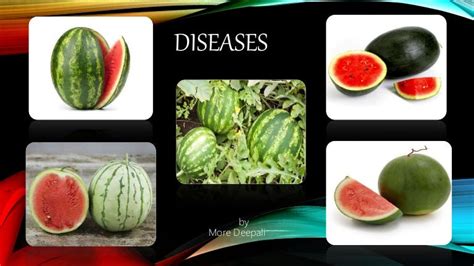 Diseases of watermelon