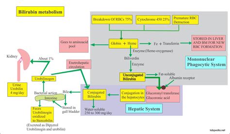 Gilbert’s Syndrome Diagnosis Part 2 – Labpedia.net