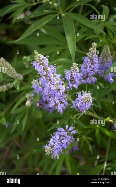 Vitex Agnus Castus In Bloom Stock Photo Alamy