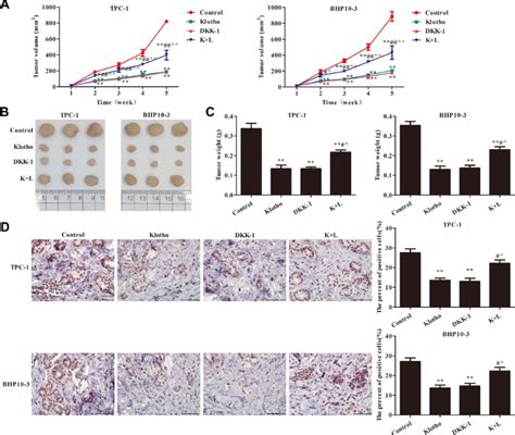 Klotho Regulated Tumor Growth Via The Wnt Catenin Pathway A Tumor