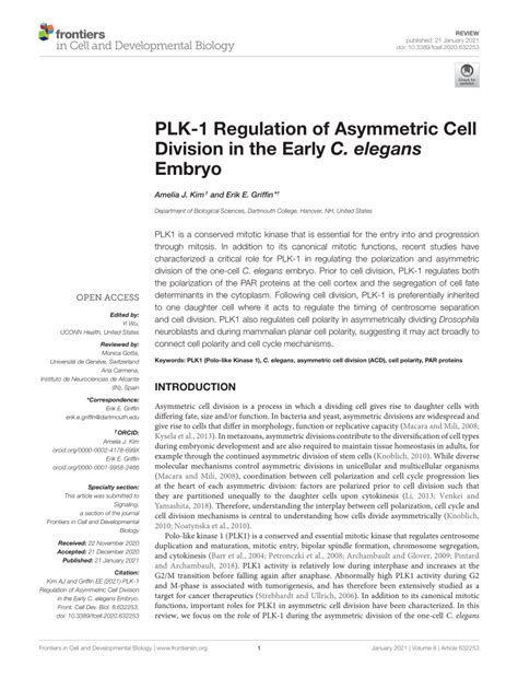 Pdf Plk Regulation Of Asymmetric Cell Division In The Early C