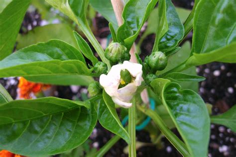 a white flower with green leaves in the foreground and orange flowers ...