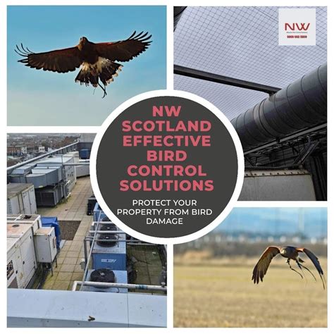 Joe Hunter On Linkedin Pestcontrolservices Birdcontrol