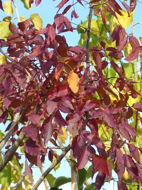 Fraxinus americana Autumn Applause Weiss Esche Gärtnerei Schwitter AG