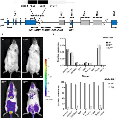 Generation And Characterisation Of Reporter Mice For Imprinted Dlk1