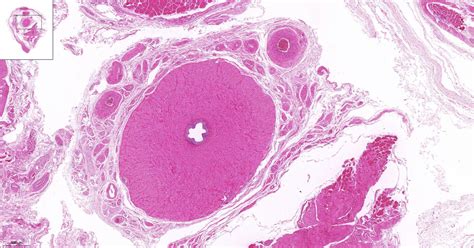 Arteries And Veins Histology