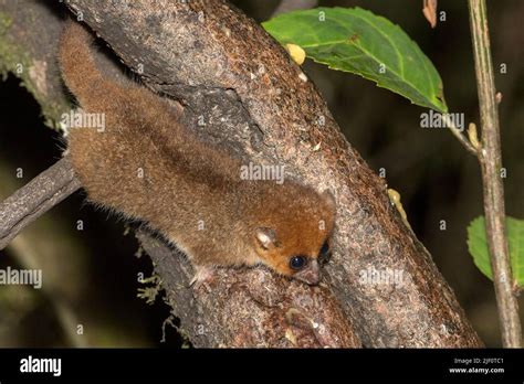 Rufous Mouse Lemur Microcebus Rufus From Ranomafana National Park