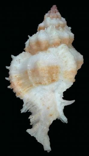 Chicomurex Venustulus 3258106