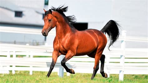 10 raças de cavalos mais caros e bonitos HPG