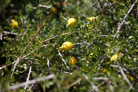 steward argan evanhealy