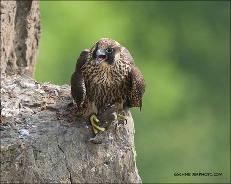 Photo Peregrine Falcon Juvenile With Prey