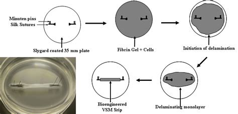 Methodology For The Formation Of Bioengineered Vsm Strip Tissue