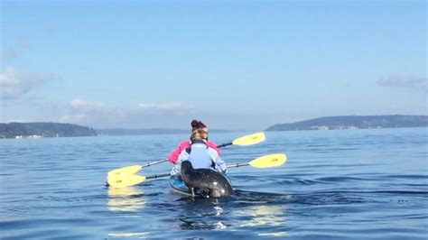 Seal Resting On Kayak During One Of Our Tours 2015 04 09 At 10 50 26