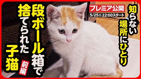 【子猫 保護】段ボールで箱で捨てられていた子猫を緊急保護しました【前編】 Youtube