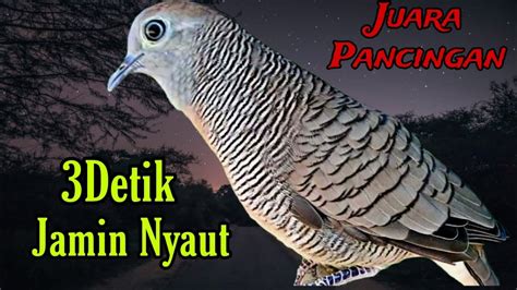 Perkutut Lokal Gacor Juara Pancingan Detik Jamin Nyaut Youtube