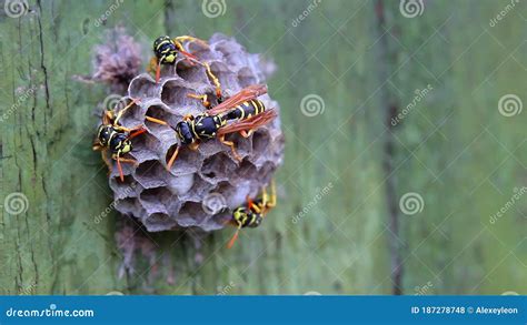 La Familia Wasp Ve En Su Nido De Papel Donde Se Cultivan Y Se Alimentan