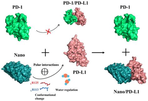 Ijms Free Full Text Pd L Nanobody Competitively Inhibits The