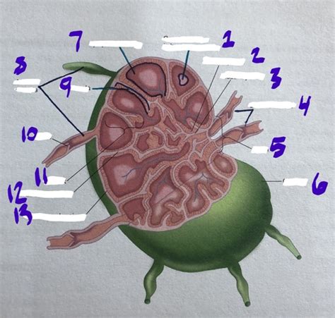 Ch Blood And Lymphatics Lymphoid Organs Flashcards Quizlet