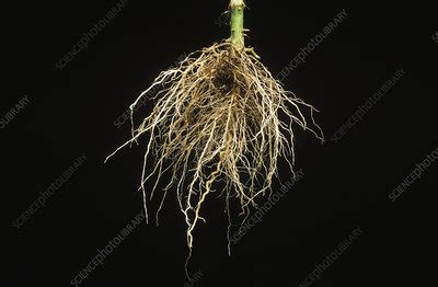 Fibrous roots of a Cosmos plant - Stock Image - B700/0079 - Science Photo Library