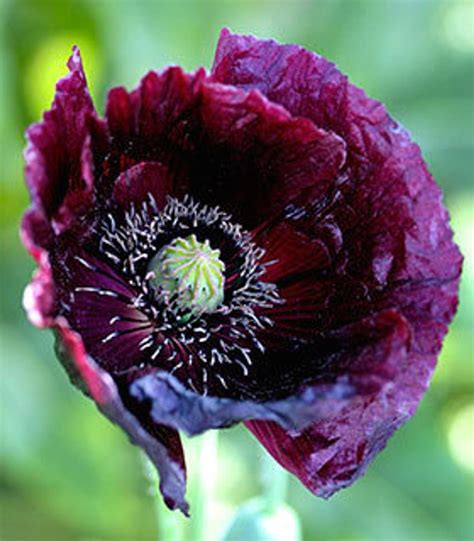 Papaver Somniferum Black Peony Poppy Dark Purple Flower 200 Etsy Poppy Flower Dark Purple