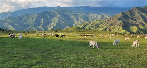 Impasugong communal ranch: Haven for nature buffs - Bukidnon Today