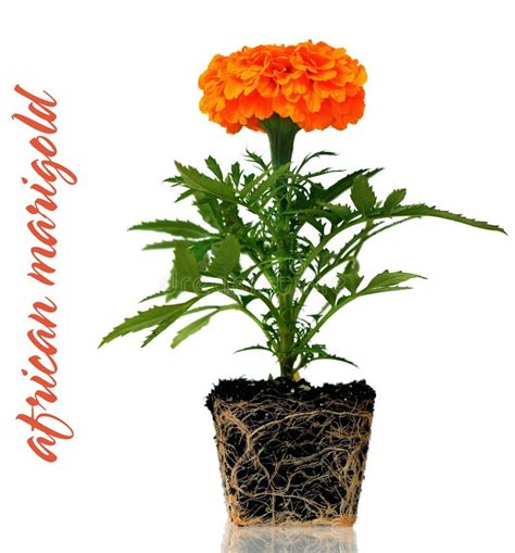 African Marigold (Tagetes Erecta) Flower Stock Image - Image: 30905733