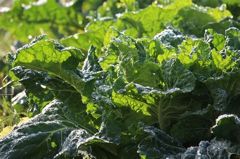 Growing Collard Greens The Complete Guide To Plant Care And Harvest Collards