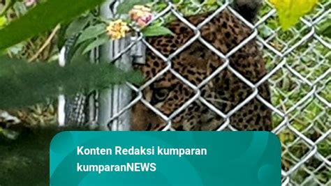 Macan Tutul Jawa Bernama Rasi Siap Dilepasliarkan Di Tngc Kumparan