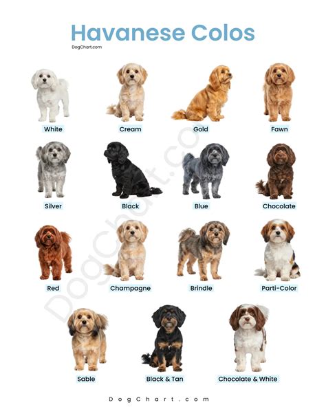 Havanese Colors Chart: AKC Colors, Rarity & Color Change Guide