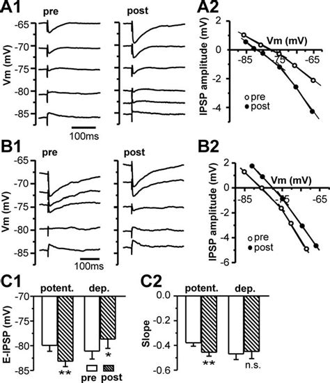 Bidirectional shifts of the E IPSP are associated with long-lasting ...