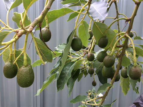 Forum: Avocado help