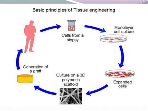 Tissue Engineering