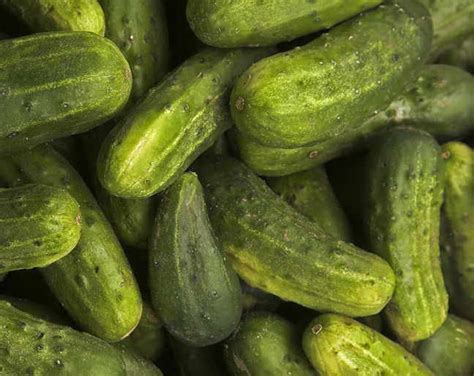 National Pickling Cucumber Seeds Etsy