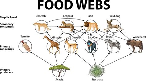 Zebra Food Web