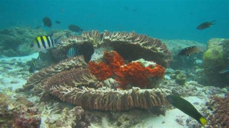 Foto Terumbu Karang Raja Ampat Rusak Akibat Ditabrak Kapal Caledonian Sky