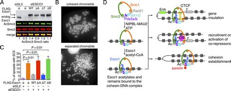 Esco S Sustained Association With Cohesin Dna Complexes Is Required To