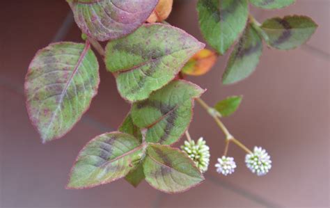 Persicaria Capitata Balcone Fiorito Il Blog Del Giardinaggio