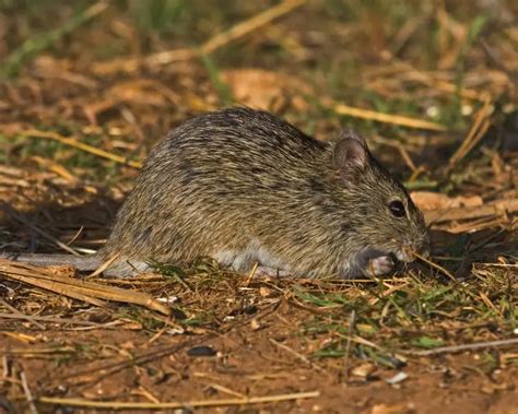 Hispid Cotton Rat Facts Diet Habitat And Pictures On Animaliabio