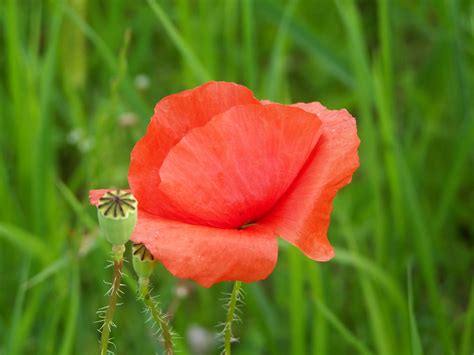 무료 이미지 자연 잔디 들 목초지 꽃잎 플로라 야생화 빨간 양귀비 Coquelicot 초원 꽃 매크로 사진 꽃 피는 식물 연간 공장 식물 줄기