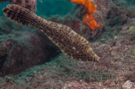 Scrawled Filefish – Facts and Photographs | Seaunseen