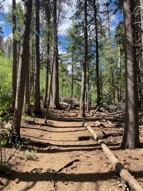 Hike The Lockett Meadow Inner Basin Trail In Flagstaff Az Karabou