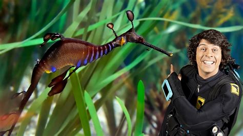 Andys Aquatic Adventures Series Andy And The Weedy Sea Dragon