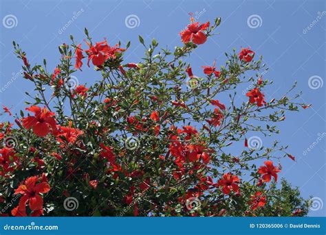 Grande Arbusto Do Hibiscus As Flores Trombeta Dadas Forma Vermelhas