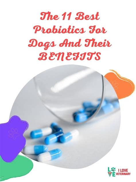 The 11 Best Probiotics For Dogs And Their BENEFITS - I Love Veterinary - Blog For Veterinarians ...