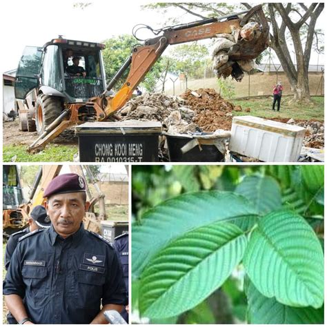 Ketum Malaysia Tak Laku Harga Jatuh Di Thailand Selak Selak